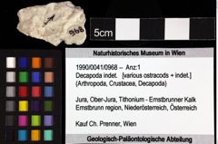 Foto (Objket + Etiketten) von Decapoda indet. 